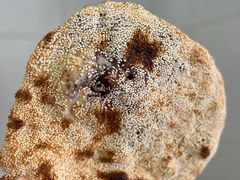 -徐记红川肉烧饼