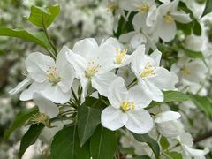 -海棠花溪(元大都城垣遗址公园)