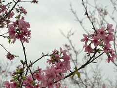-天适樱花悠乐园