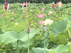 -三圣花乡旅游区