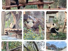 -成都大熊猫繁育研究基地
