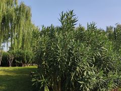 -象湖生态湿地公园