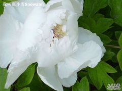 -紫竹院公园冰场