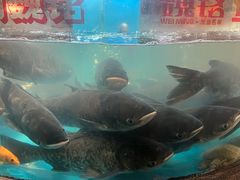 -魏铭鱼头捞饭(晋阳路店)