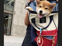 -翊宠yipet猫狗购宠庄园犬舍•猫舍