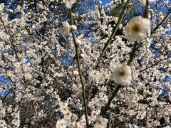 -昆山城市生态森林公园