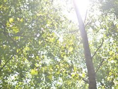 -合肥滨湖国家森林公园