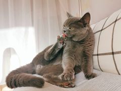 -纳吉亚猫专科动物诊疗中心(蒋宅口分院)