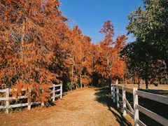 -上海海湾国家森林公园