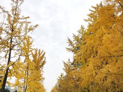 -四川大学(望江校区)