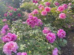 -莲花池公园