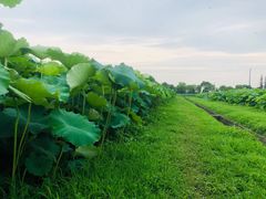 -嘉北郊野公园