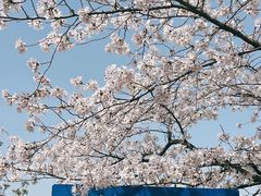-上海辰山植物园
