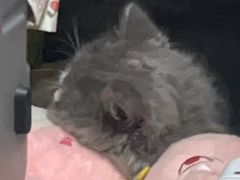 -博特宠物医院24h犬猫全科.骨科·异宠