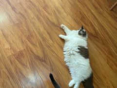 -猫爪屋猫咖(乐汇城店)