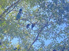 -孔雀湖生态旅游区