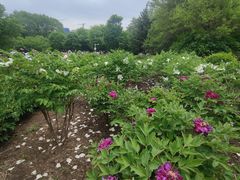 -黑龙江省森林植物园