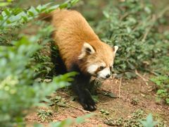 -成都大熊猫繁育研究基地