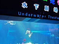 -泉城欧乐堡海洋极地世界