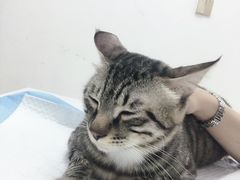 -可蒙动物医院·猫科·骨科中心(首义路店)