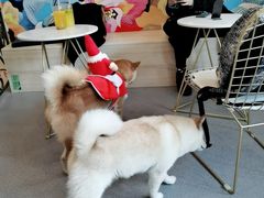 -喜柴咖啡·柴犬狗咖