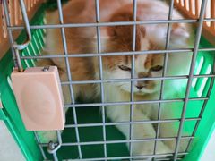 -瑞鹏宠物医院·骨科·猫科·内科(第一中心)