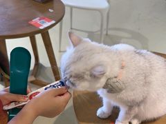 -藏猫猫咖啡主题馆(中央大道店)