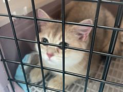 -纳吉亚猫专科动物诊疗中心(蒋宅口分院)