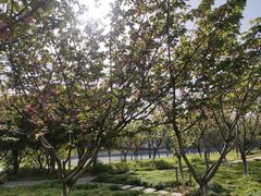 -高东镇樱花园