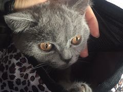 -中农大我爱我爱24h动物医院·中医针灸·猫专科·骨科医疗中心(双井店)