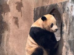 -中国大熊猫保护研究中心雅安碧峰峡基地