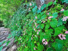 -北京上方山国家森林公园