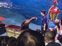 -烟台海昌鲸鲨海洋公园