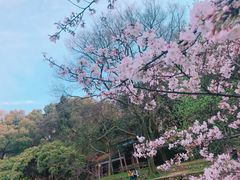 -武汉大学-樱园