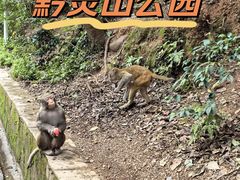 -黔灵山公园