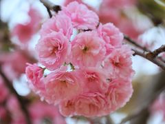-天适樱花悠乐园