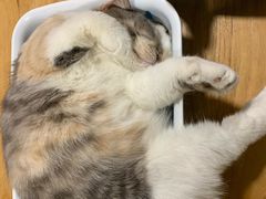 -藦茜花园宠物主题亲子互动体验馆(国顺东路店)