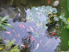 -凤凰山斑鱼馆(恭城店)