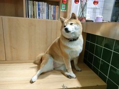 -是阿柴呀！柴犬咖啡·爱喵喵猫咖