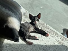 -瑞派福兴宠物医院犬猫全科·骨科·中西医结合(河东店)