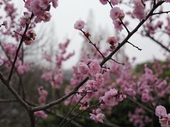 -无锡梅园公园