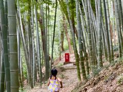 -上海佘山国家森林公园天马山园