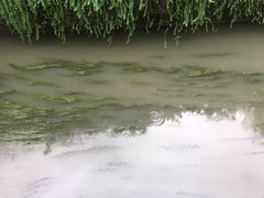 -神仙树公园