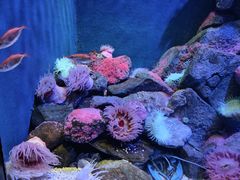 -新加坡海洋生态馆