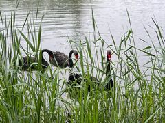 -荷兰花海