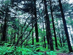 -峨眉山风景名胜区