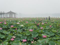 -石家庄市植物园
