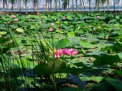 android_upload_pic-艾溪湖湿地公园