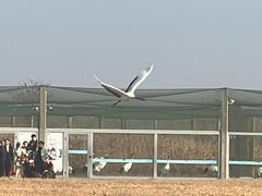 -盐城丹顶鹤湿地生态旅游区