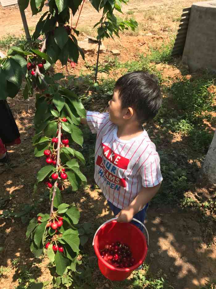 樱桃幽谷1号王进才樱桃采摘园"园子挺大,在整个樱桃谷比较靠里面的